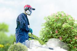 Обработка сада от паразитов - необходимые меры и их регулярность  в Ярославле