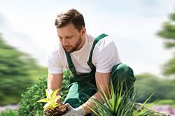 Озеленение и городское благоустройство, создание комфортной среды  в Ярославле