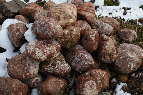 Kamenclub.ru: Розовый валунчик фр.100-300 мм.  купить в Ярославле крупный природный камень розовый, серый молочный красный речной галечник природный 7850 руб/т   фото КАМЕНЬ КЛУБ