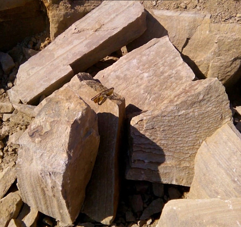 Kamenclub.ru: Песчаник пластушка желтый с рисунком (7-15 см)  купить в Ярославле плитняк - пластушка - бут желтый песчаник 10200 руб/м3   фото КАМЕНЬ КЛУБ