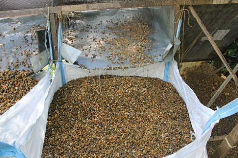 Kamenclub.ru: Галька окат (серо-желтая) фр.10-20 мм. купить  в Ярославле галька серо-желтая, рыжая, серый речная окатанная округлая галька 5000 руб/т   фото КАМЕНЬ КЛУБ