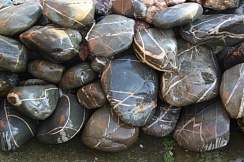 Kamenclub.ru: Валунчик Паутинник фр.100-300 мм  купить в Ярославле крупный природный камень галечник темно-серый с прожилками белый черный речной валунчик 5000 руб/т   фото КАМЕНЬ КЛУБ