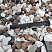 Kamenclub.ru: Мраморная крошка (щебень крошка микс : белый-черный-розовый) фр. 20-40 мм.  купить в Ярославле мрамор белый, черный, розовый декоративная ландшафтная крошка 12000 руб/т   фото КАМЕНЬ КЛУБ