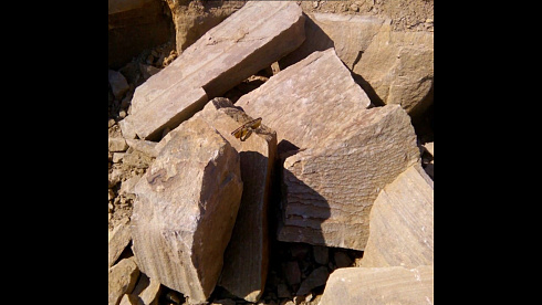 Kamenclub.ru: Песчаник пластушка желтый с рисунком (4-6 см)  купить в Ярославле плитняк пластушка желтый с рисунком песчаник 9 000 руб/м3   фото КАМЕНЬ КЛУБ