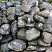 Kamenclub.ru: Валунчик Паутинник фр.100-300 мм  купить в Ярославле крупный природный камень галечник темно-серый с прожилками белый черный речной валунчик 5000 руб/т   фото КАМЕНЬ КЛУБ