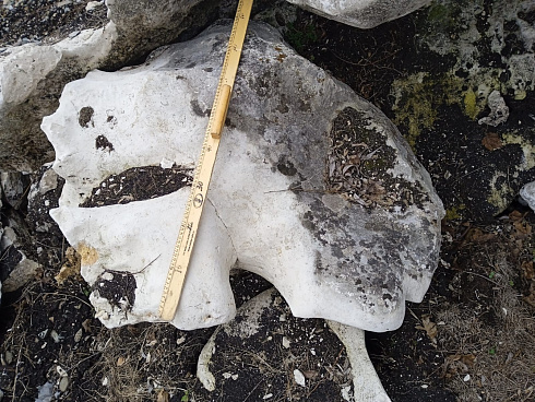 Kamenclub.ru: Выветренный известняк со мхом фр. 100-500 мм.  купить в Ярославле известняк серый белый зеленый валун известняковый крупный 10000 руб/т   фото КАМЕНЬ КЛУБ