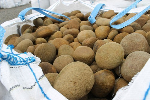 Kamenclub.ru: Песчаник ядра, фр. 100-300 мм  купить в Ярославле песчаник бежевый серый рыжий речная галька 5 000 руб/т   фото КАМЕНЬ КЛУБ