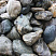 Kamenclub.ru: Речной валун Кабанчик фр.300-500 мм.  купить в Ярославле крупный природный камень галька серый, темно-серый речной валун галечник масштабный 7000 руб/т   фото КАМЕНЬ КЛУБ