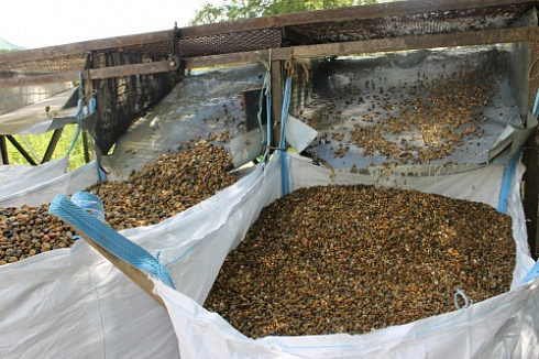 Kamenclub.ru: Галька окат (серо-желтая) фр.10-20 мм. купить  в Ярославле галька серо-желтая, рыжая, серый речная окатанная округлая галька 5000 руб/т   фото КАМЕНЬ КЛУБ