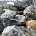 Kamenclub.ru: Черный гранит - кварцит фр. 100-500 мм.  купить в Ярославле мрамор гранит черный с белыми прожилками, серый, белый валун скальный колотый 7000 руб/т   фото КАМЕНЬ КЛУБ