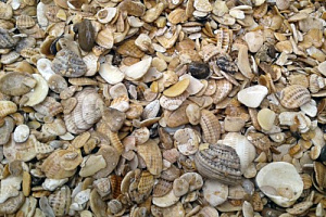 Морская ракушка фр. 5-20 мм  купить в Ярославле фото Камень Клуб